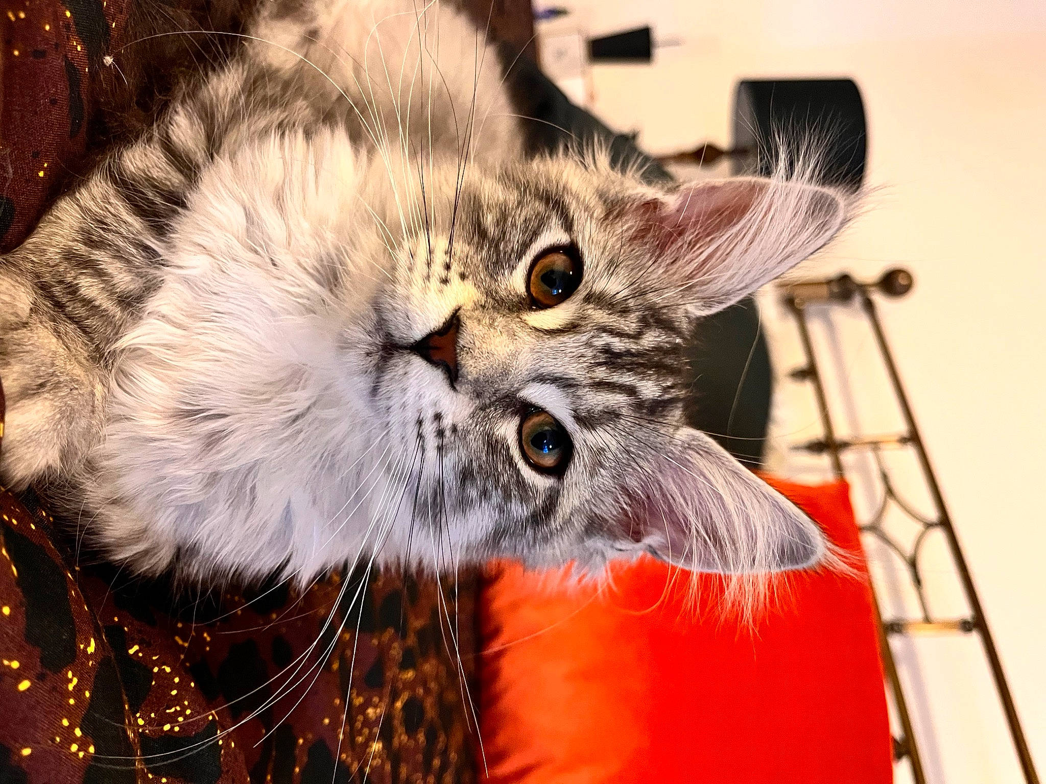 Moody joined the competition — help win amazing prizes! carnivore, cat, claw, domestic_short_haired_cat, event, fawn, felidae, fur, paw, plant, small_to_medium_sized_cats, snout, tail, terrestrial_animal, whiskers, wildlife