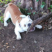 Frankie is registered to the contest to win money with this photo: animal, brown, bulldog, canine, chewing, dog, earth, fur, garden, ground, leaves, nature, outdoor, paw, pet, playful, stick, tree, trunk, white