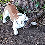 animal, brown, bulldog, canine, chewing, dog, earth, fur, garden, ground, leaves, nature, outdoor, paw, pet, playful, stick, tree, trunk, white