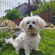Laika participe au concours pour gagner de l'argent avec cette photo : dog, white_dog, fluffy, grass, garden, fence, house, outdoor, plants, pet, collar, small_dog, sunny, daylight, nature, cute, animal, portrait, fur, playful