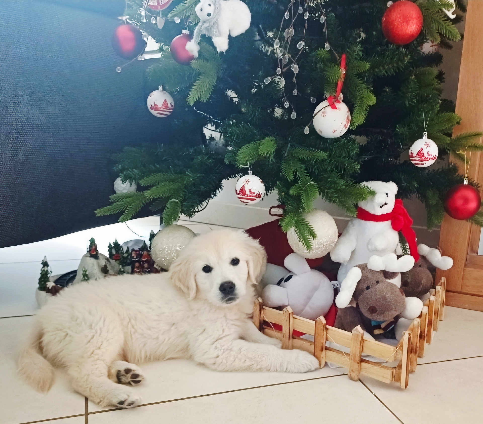 Aya participe au concours pour gagner de l'argent avec cette photo : puppy, dog, christmas_tree, ornament, toy, stuffed_animal, holiday, festive, white_dog, floor, tile, fence, decor, indoor, cute, pet, relaxing, greenery, red, white