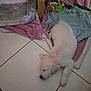 puppy, dog, sleeping, blanket, tile_floor, pet_bed, toy, indoor, resting, white_fur, cozy, cute, animal, young_dog, floor, household, relaxation, domestic, soft, peaceful