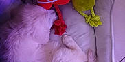 Aya participe au concours pour gagner de l'argent avec cette photo : dog, white_dog, sleeping, pet_bed, plush_toy, santa_claus, grinch, rope_toy, indoor, tile_floor, cozy, resting, cute, holiday_toys, animal, fur, relaxing, soft_lighting, purple_light, pet