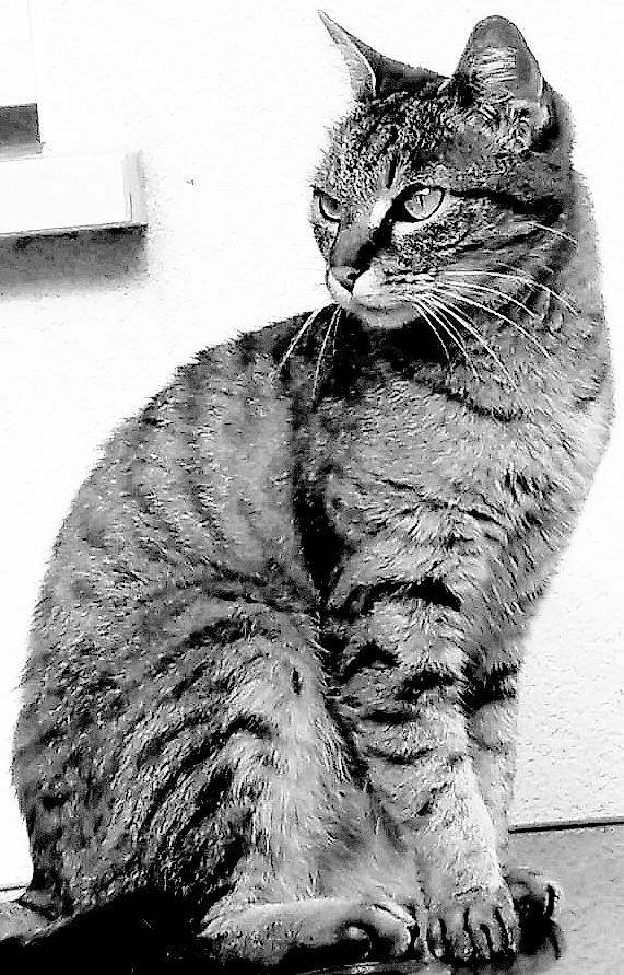 Irish a rejoint le concours — aidez-le/la à gagner de superbes lots ! black_and_white, carnivore, cat, claw, domestic_short_haired_cat, felidae, fur, grey, line, monochrome, monochrome_photography, paw, small_to_medium_sized_cats, snout, stock_photography, style, tail, terrestrial_animal, whiskers, white