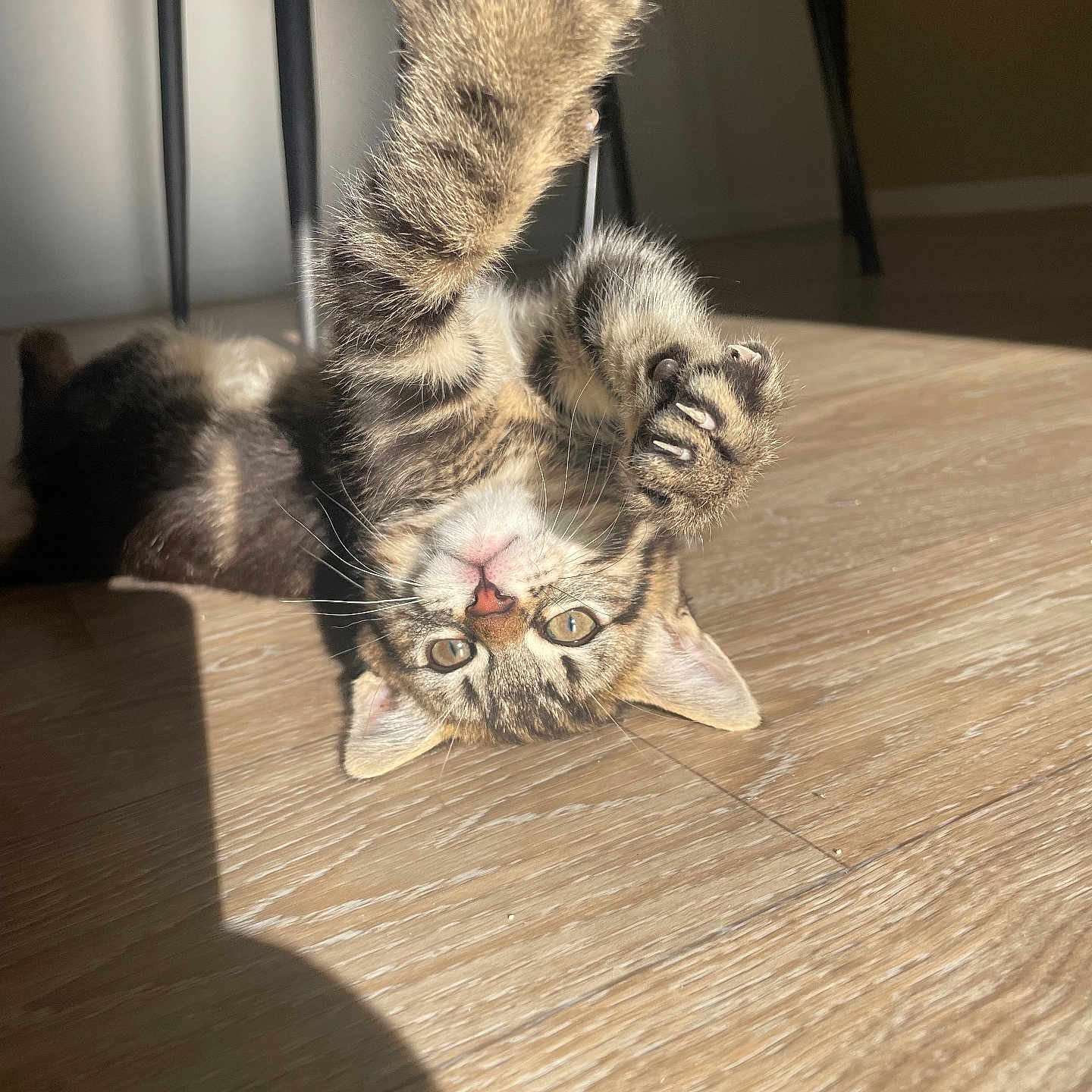 Simba a rejoint le concours — aidez-le/la à gagner de superbes lots ! abyssinian, animal, cat, claw, couch, diningtable, electronics, furniture, hardware, hardwood, hook, indoors, interiordesign, kitten, manx, pet, plywood, stainedwood, table, wood