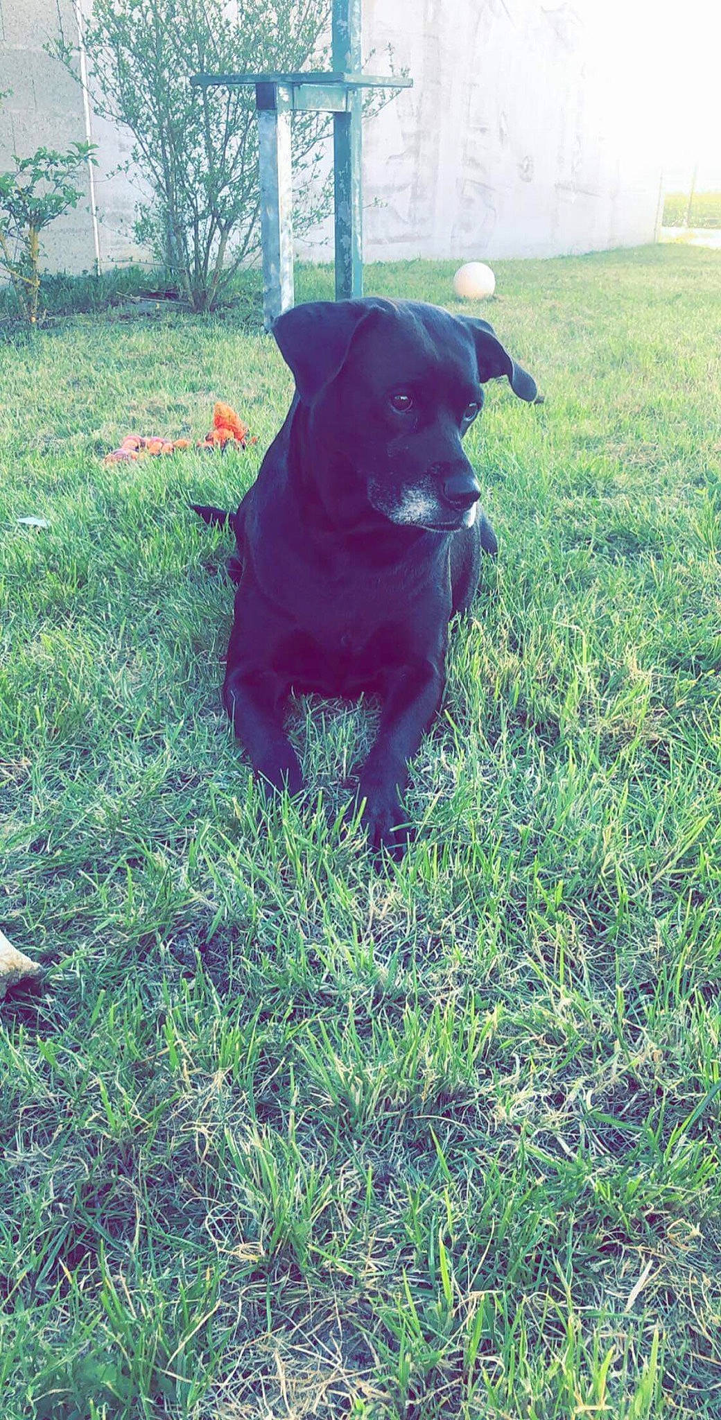 Moka a rejoint le concours — aidez-le/la à gagner de superbes lots ! borador, canidae, carnivore, dog, dog_breed, grass, labrador_retriever, mammal, patterdale_terrier, sporting_group, tail