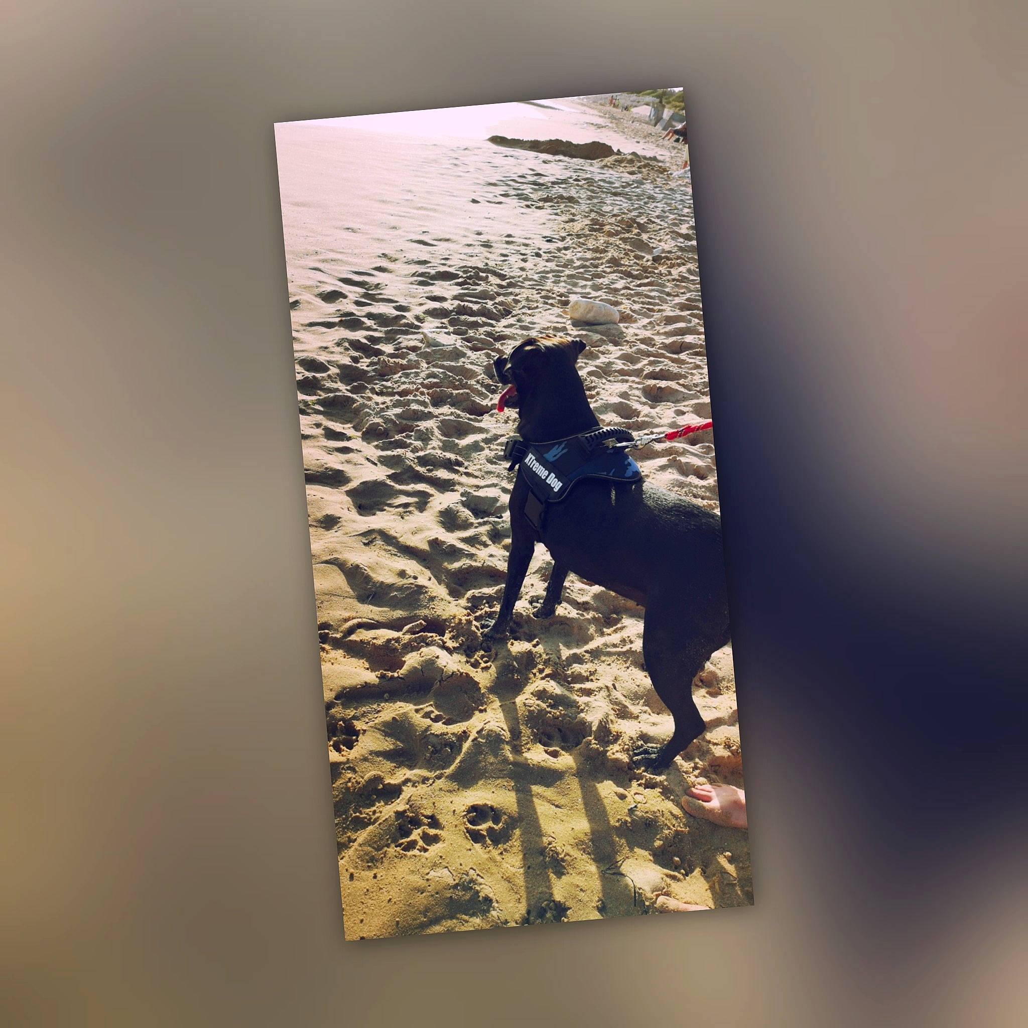 Moka a rejoint le concours — aidez-le/la à gagner de superbes lots ! hunting_dog, illustration, photography, shadow, tree