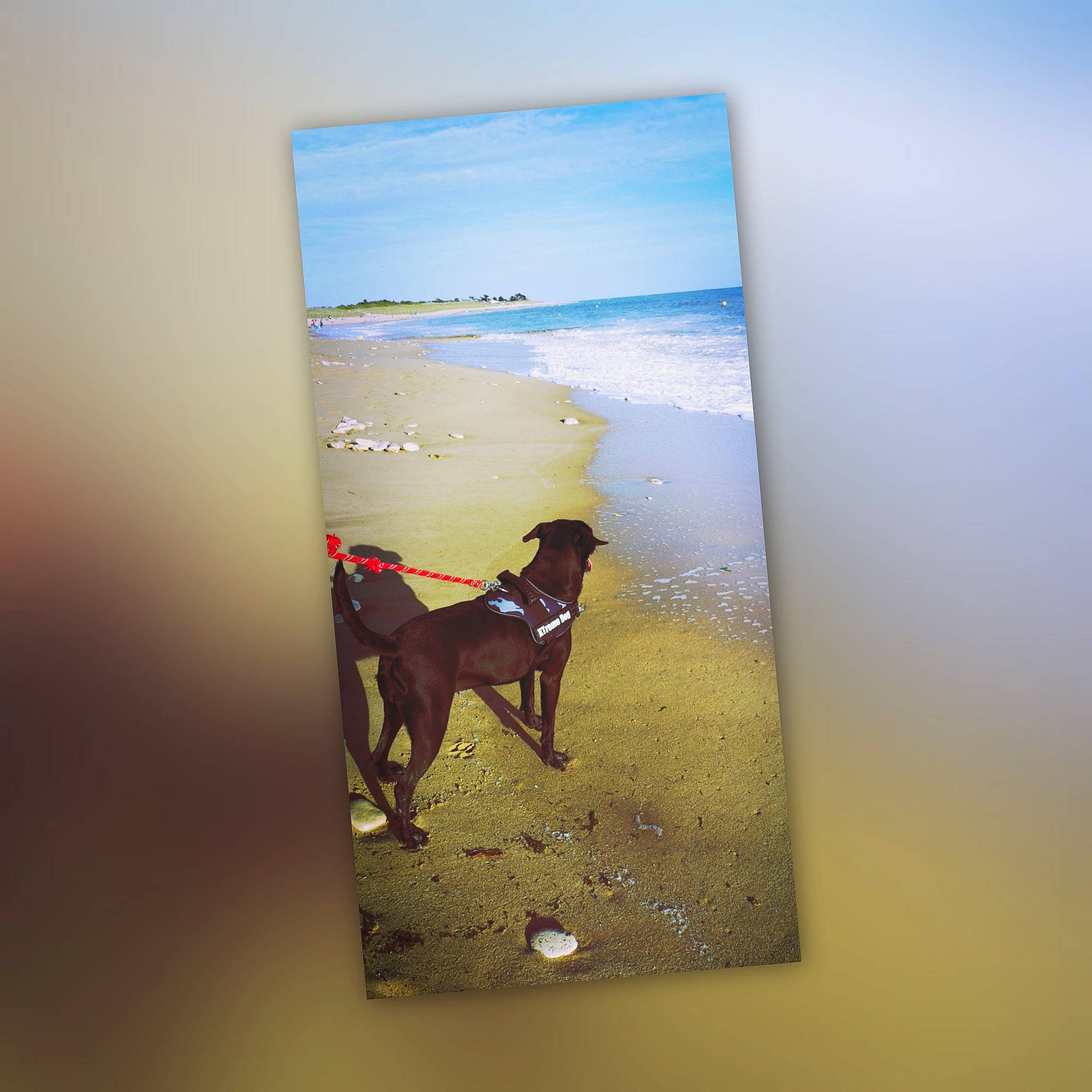 Moka a rejoint le concours — aidez-le/la à gagner de superbes lots ! art, canidae, fawn, illustration, painting, picture_frame, room, sea, sky, visual_arts