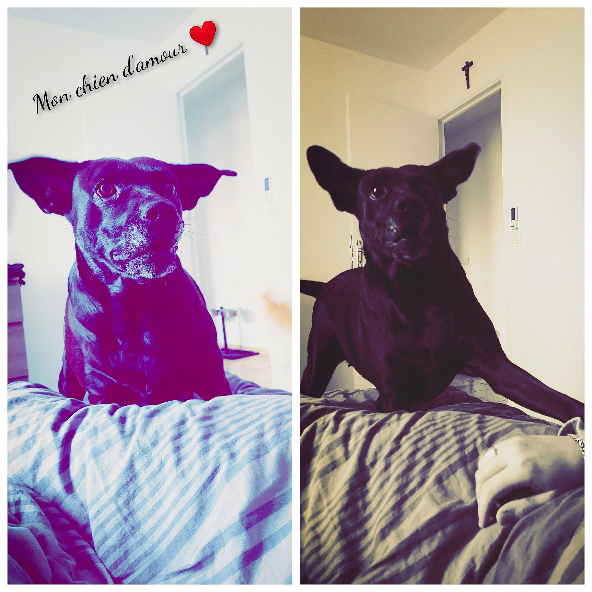 Moka a rejoint le concours — aidez-le/la à gagner de superbes lots ! canidae, carnivore, chihuahua, cushion, dog, dog_breed, french_bulldog, furniture, linens, non_sporting_group, pillow, puppy, purple, square