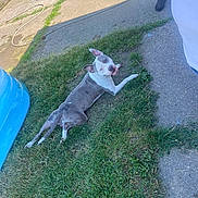 Chance is registered to the contest to win money with this photo: animal, blue, casual, chalk, concrete, dog, footwear, fun, grass, green, happy, leisure, outdoor, person, pet, playground, scooter, sidewalk, summer, sunlight