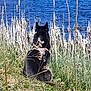 dog, lake, water, grass, reeds, outdoor, nature, animal, canine, quiet, serene, harness, blue_water, plants, sitting, back_view, daylight, calm, landscape, wildlife