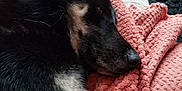 Rox participe au concours pour gagner de l'argent avec cette photo : black_fur, blanket, canine, close_up, comfort, couch, dog, ear, fur, home, indoor, nose, pet, pink, relaxation, resting, sleepy, tan_fur, texture, wood_floor