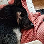 dog, resting, blanket, pink, couch, fur, indoor, close_up, texture, wood_floor, relaxation, pet, canine, comfort, sleepy, home, black_fur, tan_fur, ear, nose
