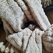 Shisna a rejoint le concours — aidez-le/la à gagner de superbes lots ! animal, blanket, cat, comfort, cozy, cute, fabric, fur, furniture, hiding, home, indoor, pet, relaxation, resting, sleepy, snug, soft, texture, warm