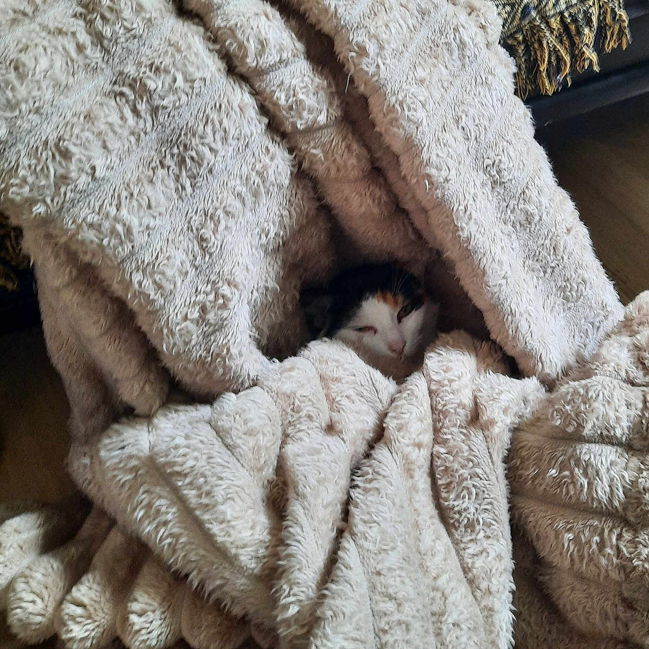 Shisna a rejoint le concours — aidez-le/la à gagner de superbes lots ! animal, blanket, cat, comfort, cozy, cute, fabric, fur, furniture, hiding, home, indoor, pet, relaxation, resting, sleepy, snug, soft, texture, warm