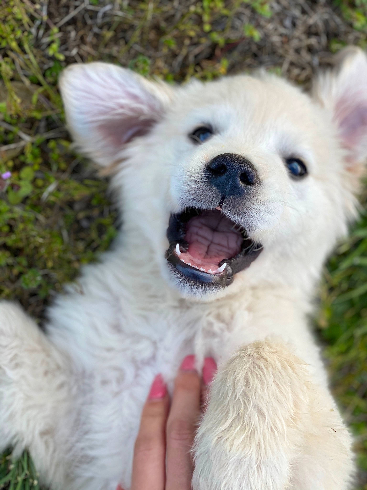 Duke joined the competition — help win amazing prizes! american_eskimo_dog, berger_blanc_suisse, canidae, carnivore, companion_dog, dog, dog_breed, ear, kintamani, korean_jindo_dog, mammal, mouth, non_sporting_group, nose, puppy, rare_breed_dog, snout, vertebrate, volpino_italiano, white_shepherd