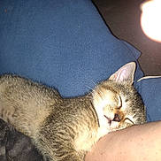 Nala joined the competition — help win amazing prizes! kitten, sleeping, cat, pet, fur, cushion, blue, nap, resting, domestic_animal, whiskers, closeup, indoor, relaxation, cozy, human_arm, cute, animal, feline, comfort