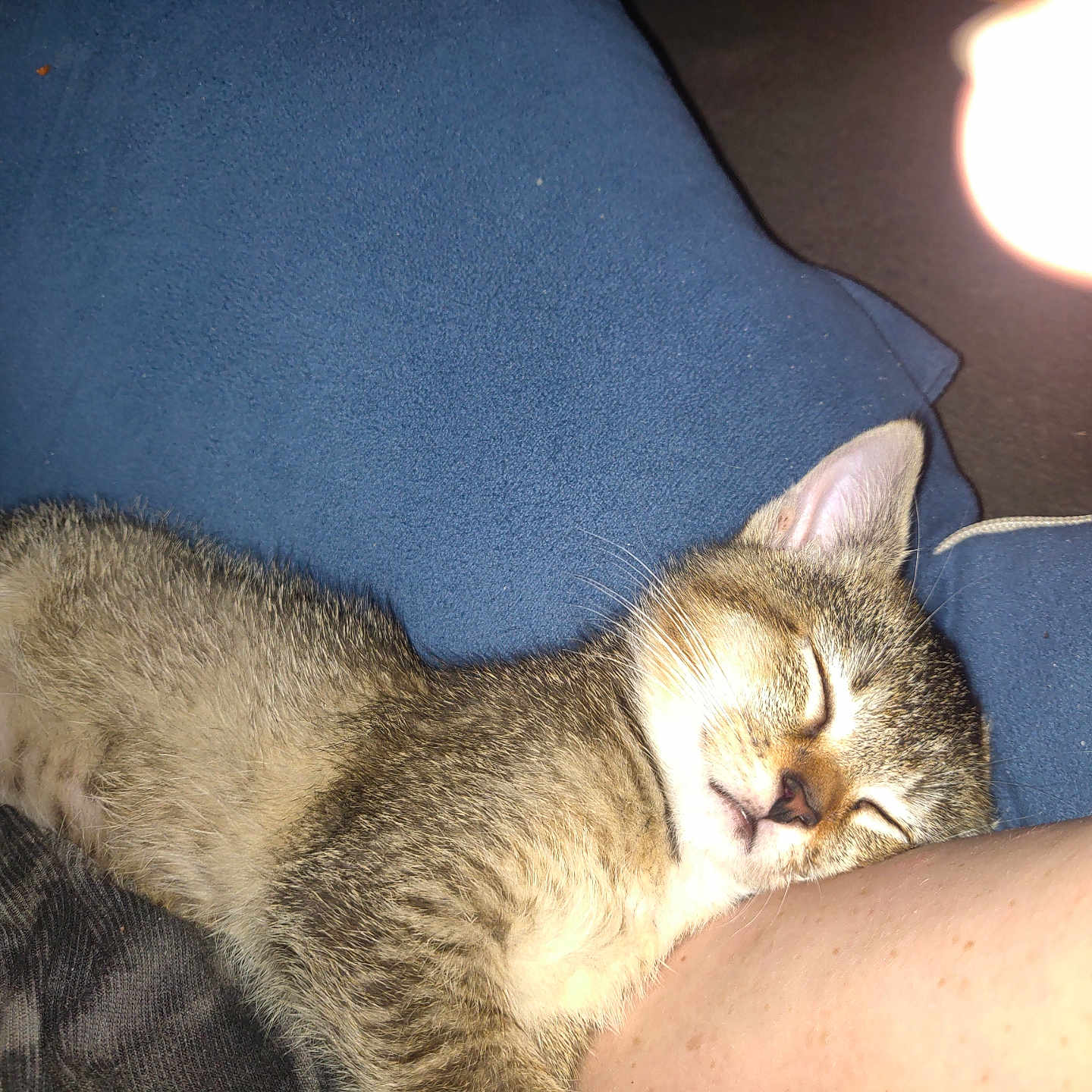 Nala joined the competition — help win amazing prizes! animal, blue, cat, closeup, comfort, cozy, cushion, cute, domestic_animal, feline, fur, human_arm, indoor, kitten, nap, pet, relaxation, resting, sleeping, whiskers