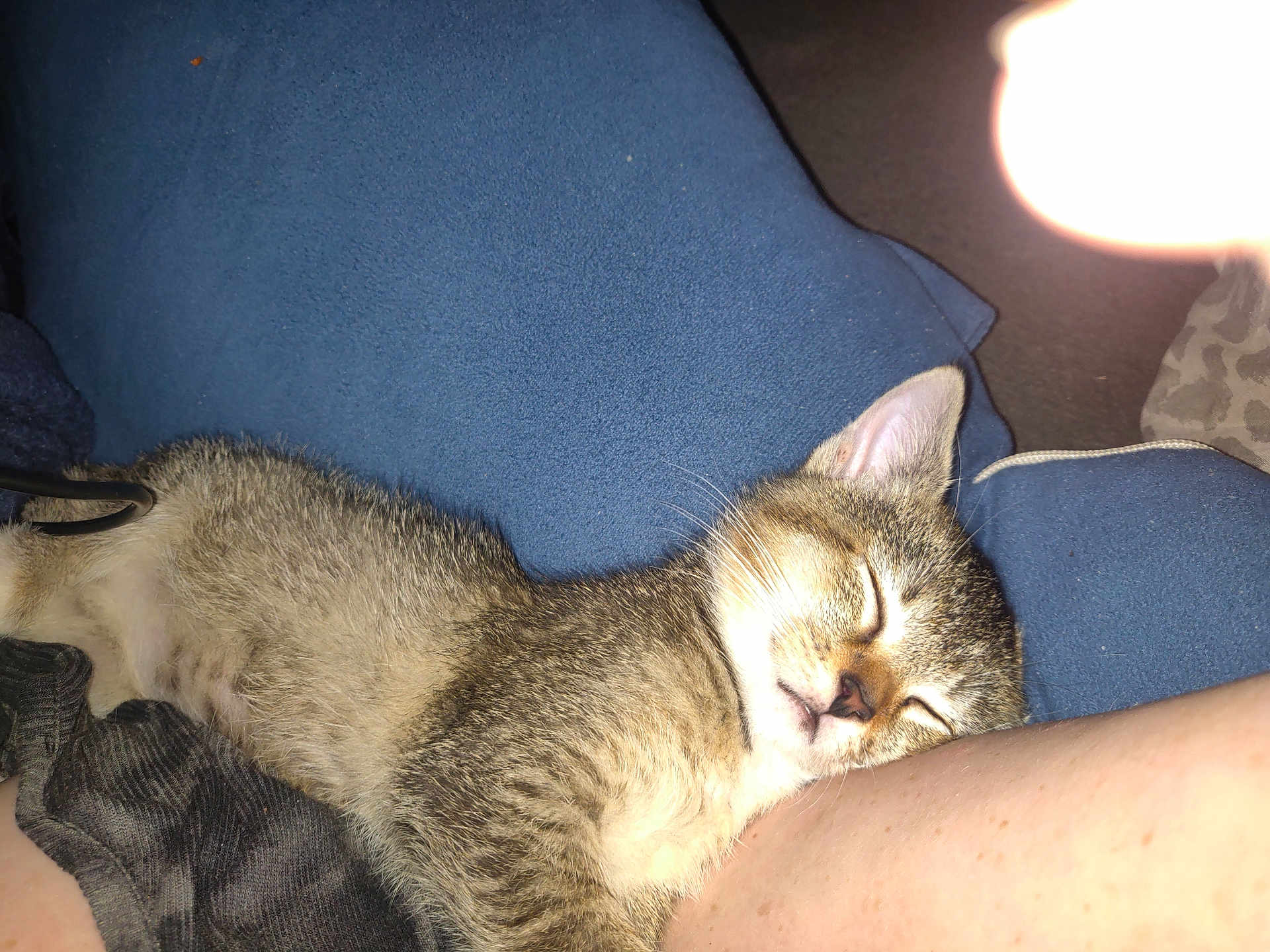 Nala joined the competition — help win amazing prizes! kitten, sleeping, cat, pet, fur, cushion, blue, nap, resting, domestic_animal, whiskers, closeup, indoor, relaxation, cozy, human_arm, cute, animal, feline, comfort