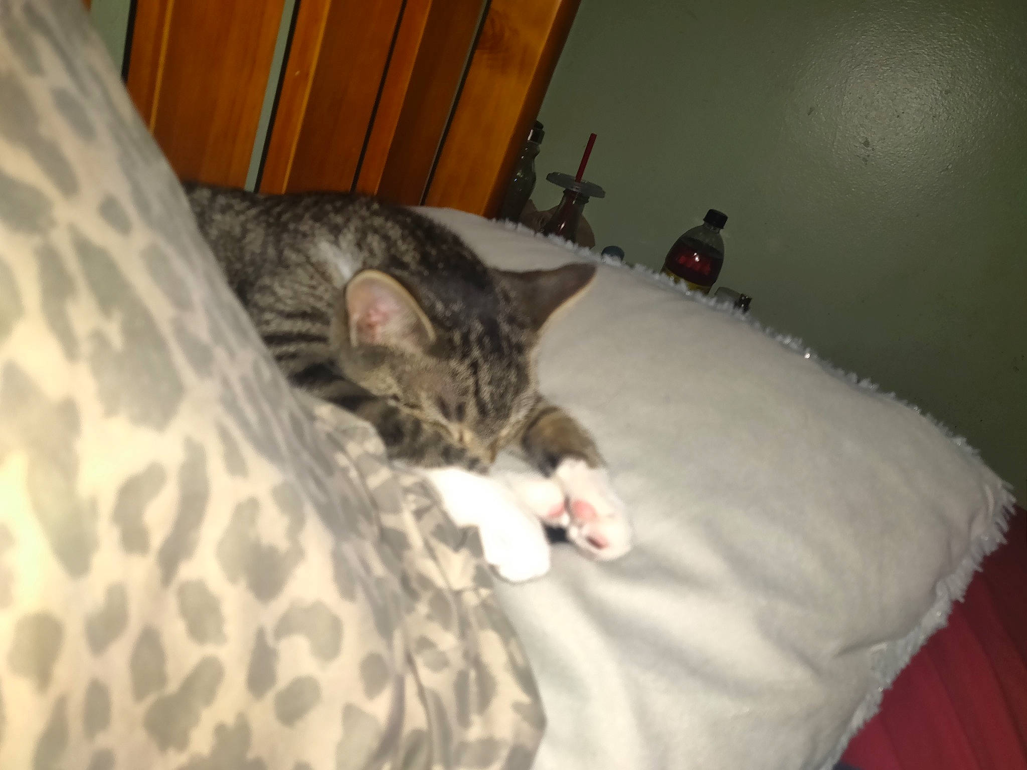 Molly joined the competition — help win amazing prizes! bed, bed_sheet, bedding, bedroom, carnivore, cat, cat_supply, comfort, domestic_short_haired_cat, duvet, felidae, fur, hardwood, linens, room, small_to_medium_sized_cats, terrestrial_animal, whiskers