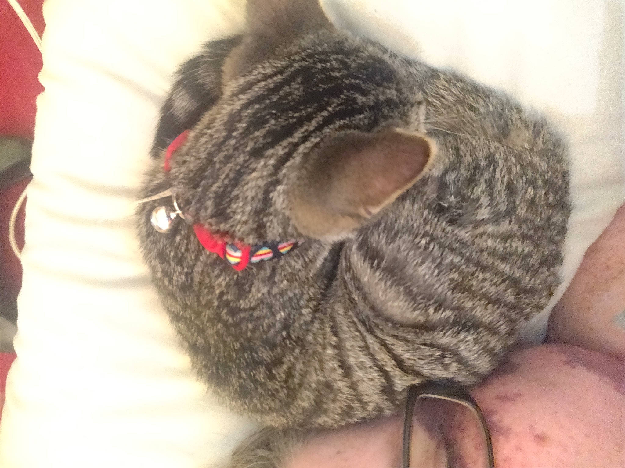 Molly joined the competition — help win amazing prizes! carnivore, cat, claw, collar, domestic_short_haired_cat, fawn, felidae, foot, fur, paw, small_to_medium_sized_cats, snout, tail, terrestrial_animal, thumb, tree, whiskers, wool