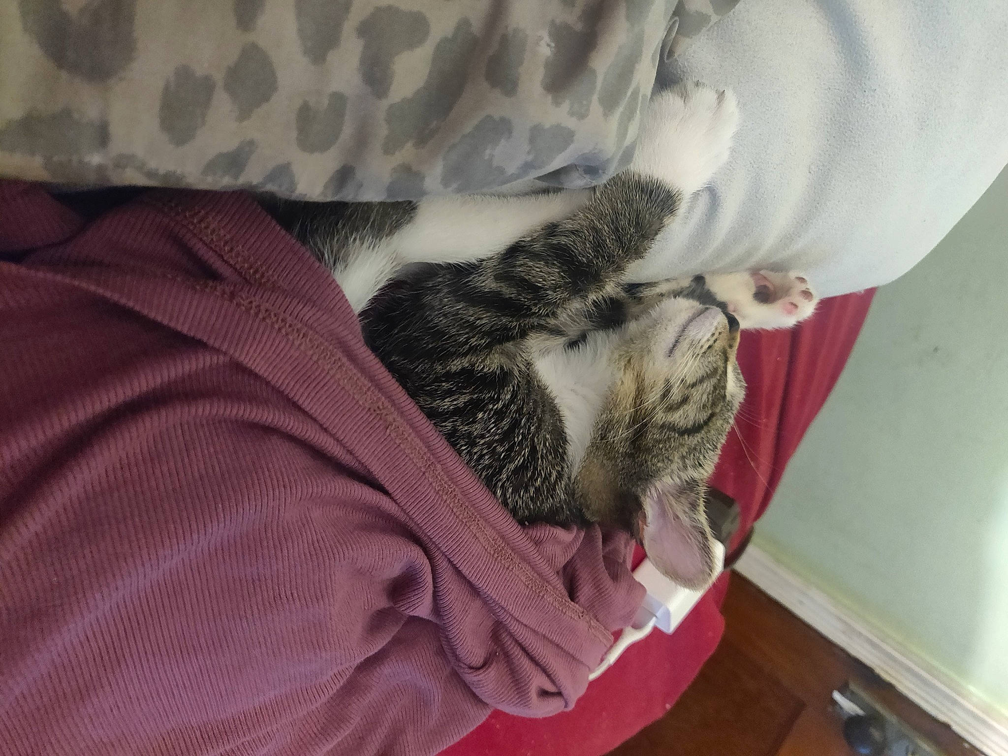 Molly joined the competition — help win amazing prizes! carnivore, cat, comfort, domestic_short_haired_cat, felidae, fur, grey, hardwood, linens, nap, pattern, paw, room, small_to_medium_sized_cats, snout, sporting_group, tail, textile, whiskers, wood