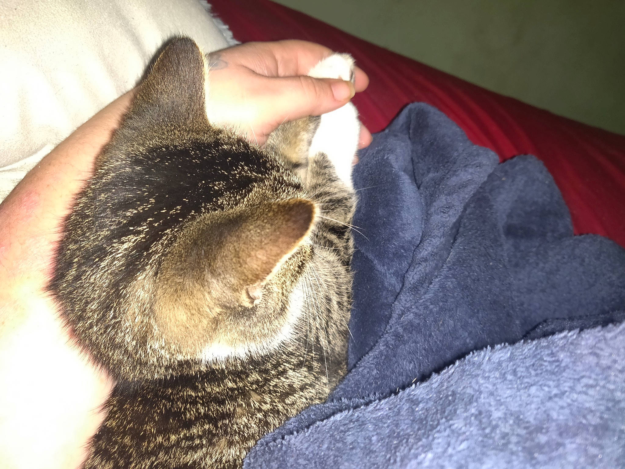 Molly is registered to the contest to win money with this photo: canidae, carnivore, cat, claw, comfort, domestic_short_haired_cat, ear, felidae, fur, gesture, grey, nail, nap, paw, small_to_medium_sized_cats, snout, tail, whiskers