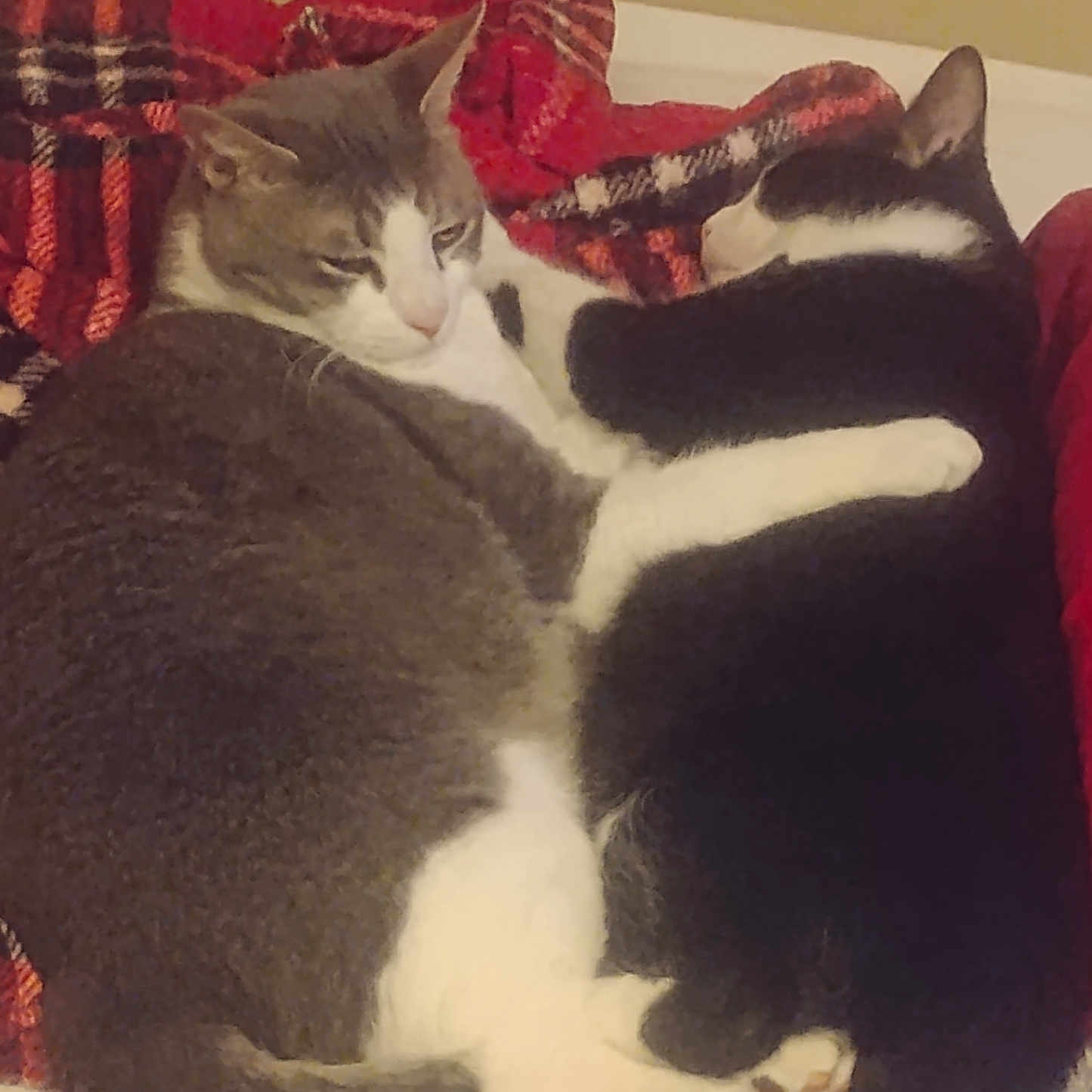 Max And Jack is registered to the contest to win money with this photo: abyssinian, animal, architecture, bed, blanket, building, cat, couch, cushion, furniture, homedecor, indoors, kitten, linen, livingroom, manx, person, pet, quilt, sleeping