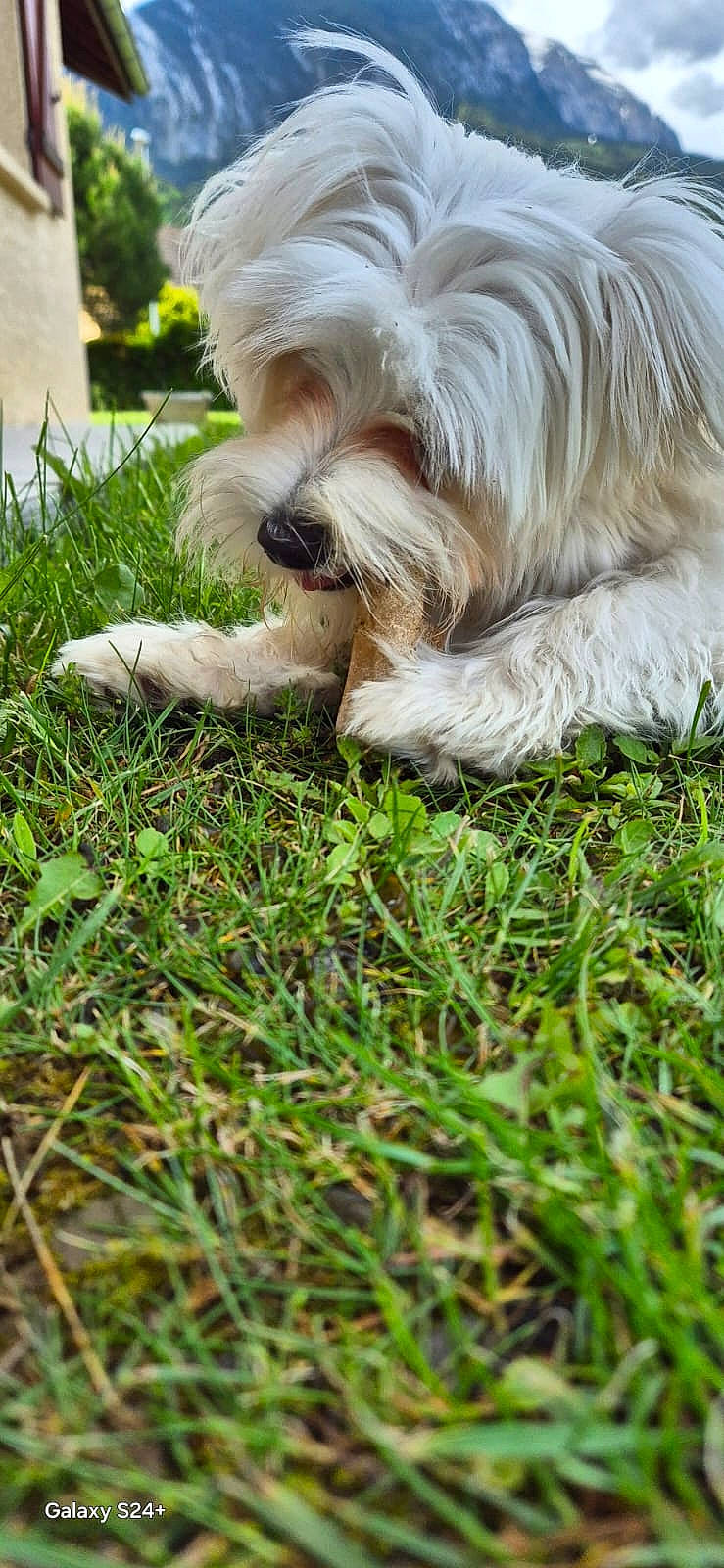 Etoile participe au concours pour gagner de l'argent avec cette photo : carnivore, companion_dog, dog, dog_breed, grass, groundcover, maltepoo, non_sporting_group, plant, small_terrier, sporting_group, terrier, toy_dog, working_animal
