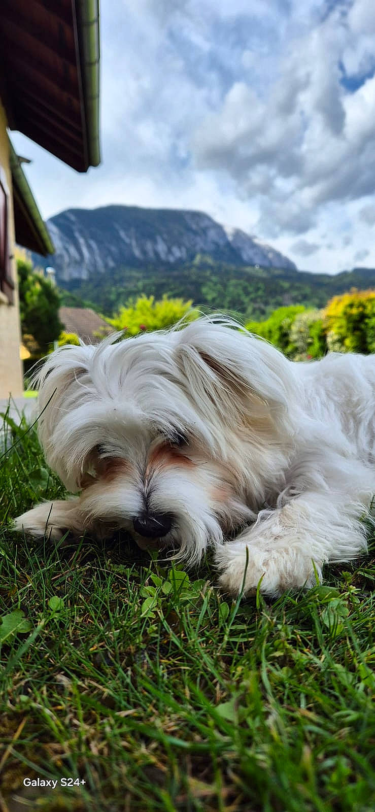 Etoile a rejoint le concours — aidez-le/la à gagner de superbes lots ! canidae, carnivore, cloud, companion_dog, dog, dog_breed, grass, hill, mountain, mountain_range, non_sporting_group, plant, sky, small_terrier, sporting_group, terrestrial_animal, terrier, toy_dog, tree, working_animal