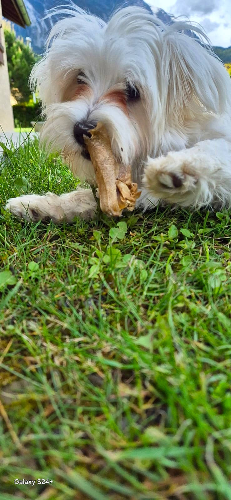 Etoile a rejoint le concours — aidez-le/la à gagner de superbes lots ! biewer_terrier, canidae, carnivore, companion_dog, dog, dog_breed, grass, groundcover, liver, maltepoo, non_sporting_group, plant, puppy, small_terrier, terrier, toy_dog, water_dog