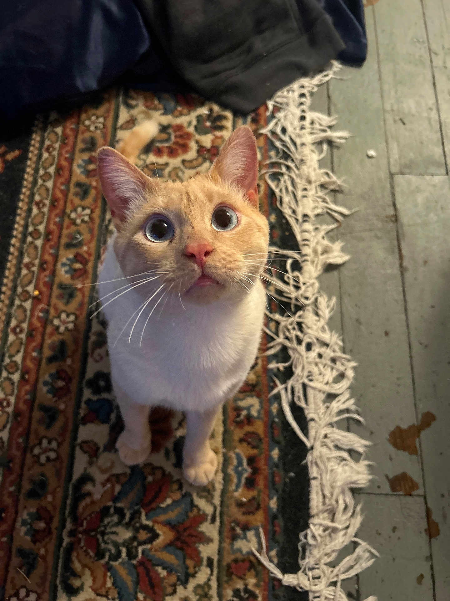 Pluto is registered to the contest to win money with this photo: cat, indoor, curious, wide_eyes, patterned_rug, fringe, floor, wooden_floor, whiskers, orange_cat, white_cat, pet, animal, looking_up, feline, domestic_animal, close_up, fur, ears, cute