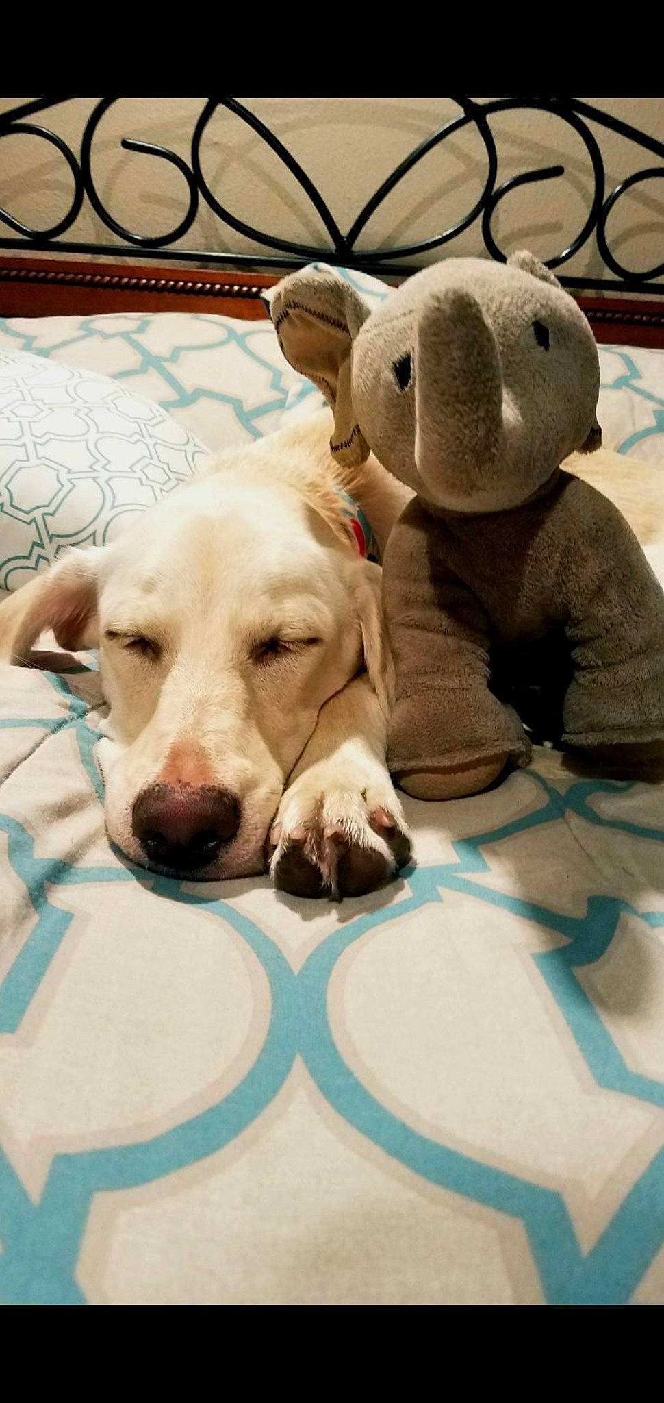 Ellie is registered to the contest to win money with this photo: canidae, carnivore, companion_dog, dog, dog_breed, dogo_argentino, fawn, labrador_retriever, mammal, non_sporting_group, nose, pit_bull, puppy, puppy_love, snout, sporting_group, vertebrate