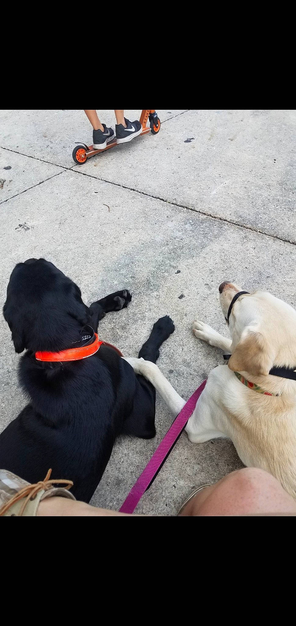 Ellie joined the competition — help win amazing prizes! canidae, carnivore, companion_dog, dog, dog_breed, dog_collar, dog_walking, hand, labrador_retriever, leash, leg, obedience_training, pointer, pointing_breed, puppy, puppy_love, retriever, snout, sporting_group, tail