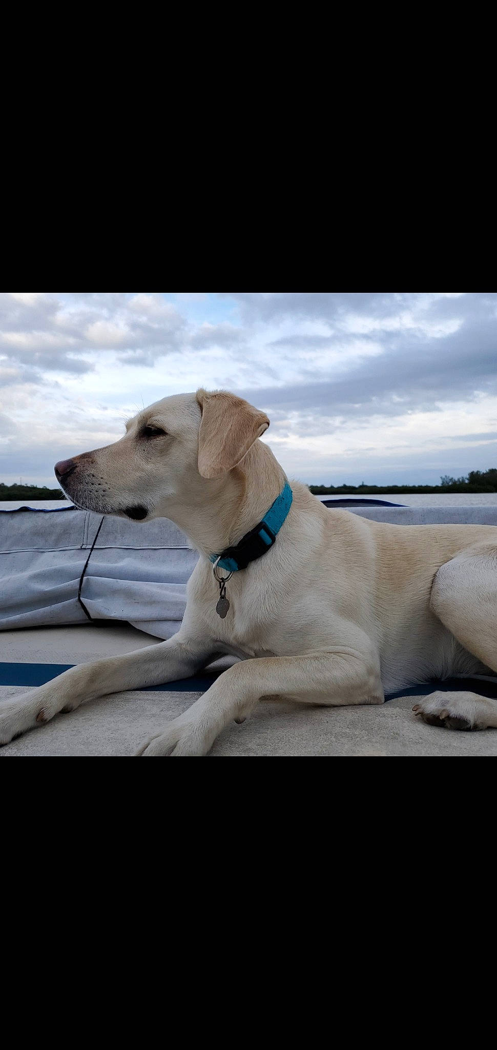 Ellie joined the competition — help win amazing prizes! canidae, carnivore, collar, companion_dog, dog, dog_breed, dog_collar, fawn, labrador_retriever, leash, mammal, photography, potcake_dog, rare_breed_dog, retriever, snout, sporting_group, vacation