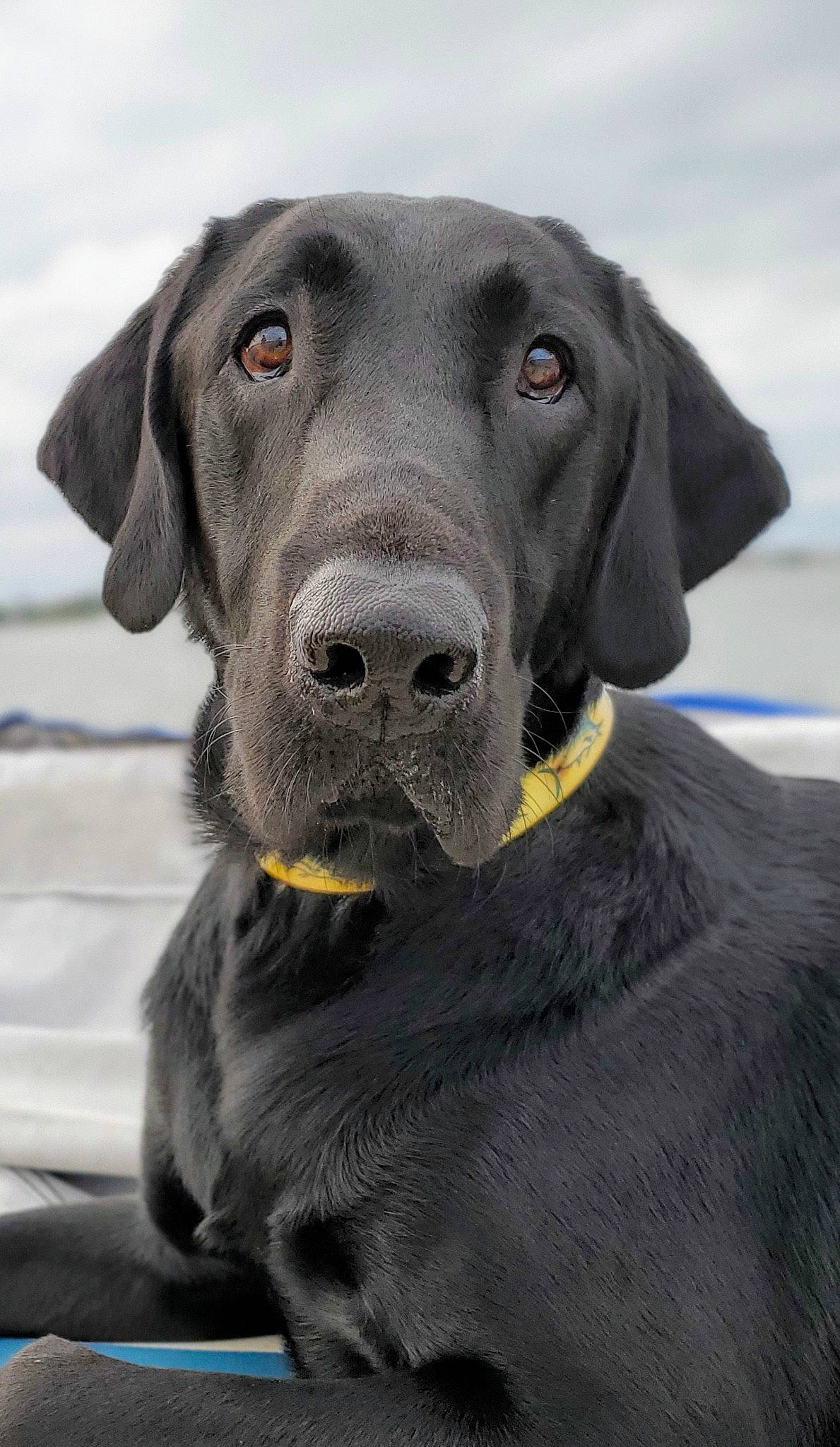 Fin joined the competition — help win amazing prizes! blue_lacy, borador, canidae, carnivore, companion_dog, dog, dog_breed, dog_collar, flat_coated_retriever, great_dane, hunting_dog, labrador_retriever, mammal, pointing_breed, retriever, snout, sporting_group, vertebrate, weimaraner, whiskers