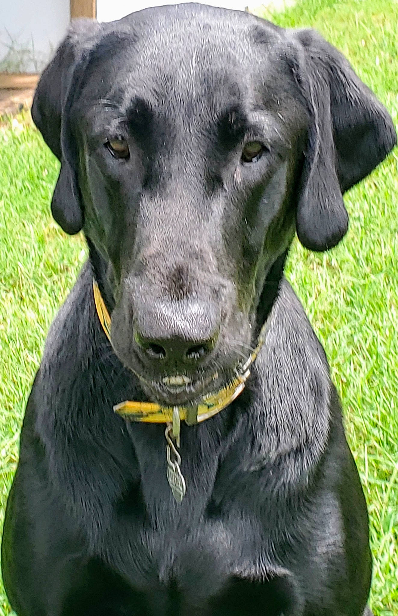 Fin is registered to the contest to win money with this photo: beagador, blue_lacy, borador, canidae, carnivore, companion_dog, dog, dog_breed, dog_collar, flat_coated_retriever, hunting_dog, labrador_retriever, mammal, patterdale_terrier, pointing_breed, rare_breed_dog, retriever, snout, sporting_group, vertebrate