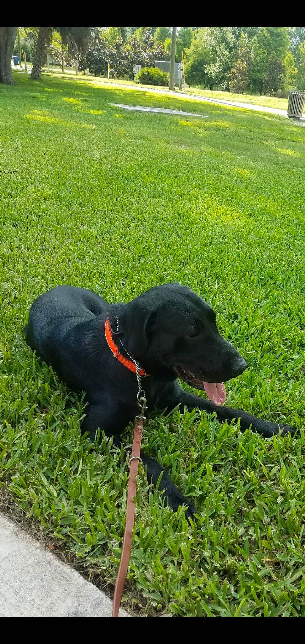 Fin is registered to the contest to win money with this photo: canidae, carnivore, dog, dog_breed, dog_collar, flat_coated_retriever, grass, hunting_dog, labrador_retriever, plant, retriever, snout, sporting_group, tail