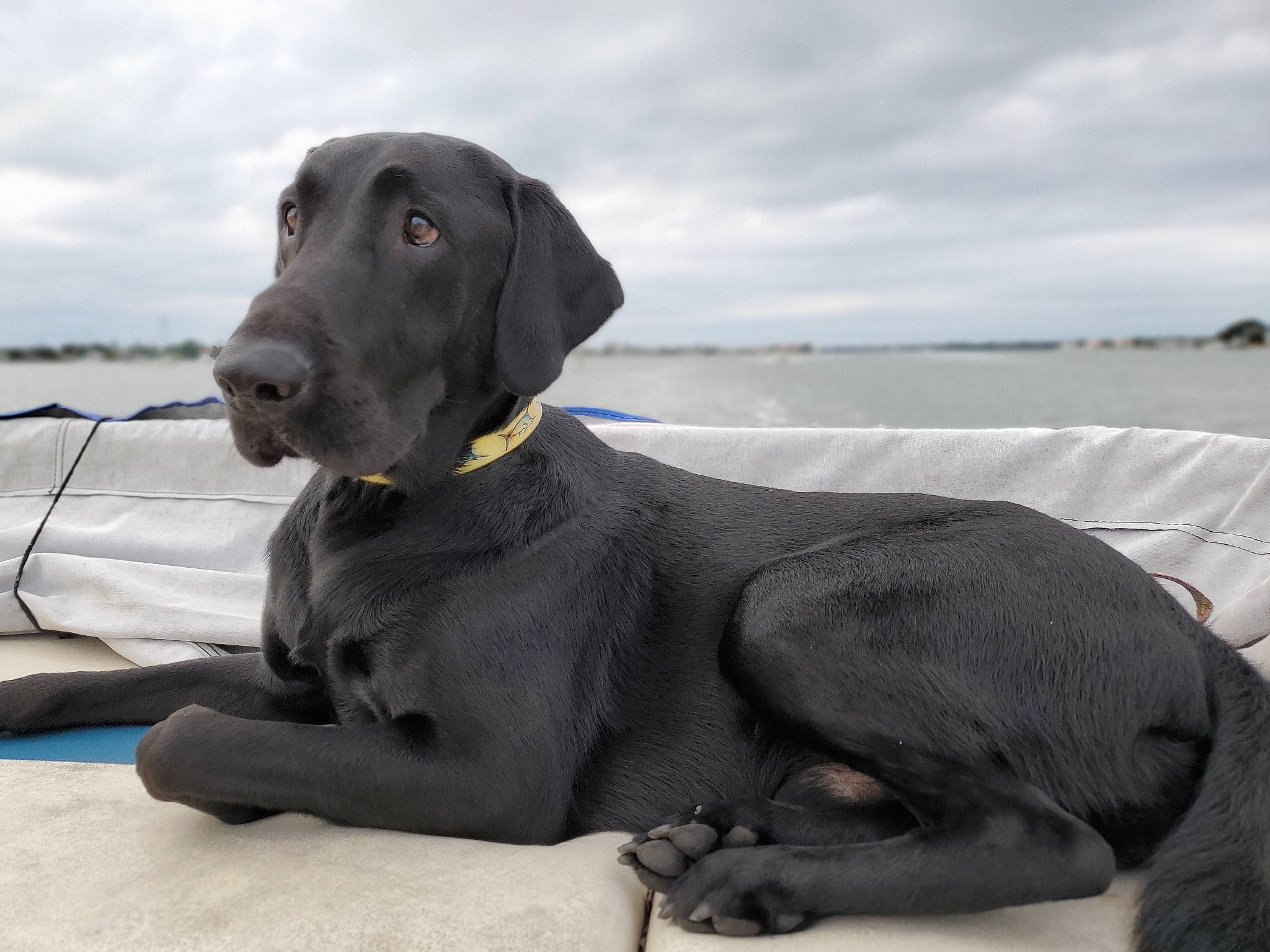 Fin is registered to the contest to win money with this photo: canidae, carnivore, dog, dog_breed, fawn, great_dane, hunting_dog, labrador_retriever, mammal, pointing_breed, retriever, snout, sporting_group, vertebrate, weimaraner