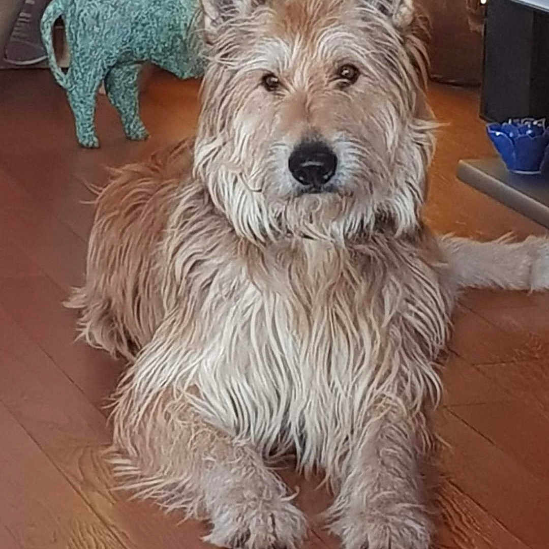 Hooper