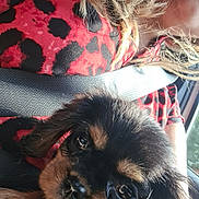 Violette a rejoint le concours — aidez-le/la à gagner de superbes lots ! puppy, dog, close_up, black_fur, brown_fur, eyes, pet, animal, person, seatbelt, car_interior, red_clothing, patterned_shirt, fur, cute, young_dog, portrait, indoor, resting, companion