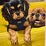 puppy, dog, yellow_couch, pet, cute, tongue_out, fur, animal, indoor, closeup, black_and_tan, brown, harness, resting, face, ears, front_paws, looking, companion, cozy