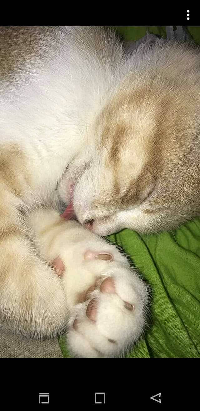 Elios participe au concours pour gagner de l'argent avec cette photo : burmilla, canidae, carnivore, cat, claw, fawn, felidae, fur, kitten, nap, paw, polydactyl_cat, puppy, puppy_love, singapura, sleep, small_to_medium_sized_cats, whiskers