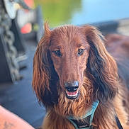 Volt a rejoint le concours — aidez-le/la à gagner de superbes lots ! dog, long_hair, brown_coat, pet, canine, outdoor, water, harness, portrait, animal, friendly, smiling, close_up, nature, blurred_background, fur, companion, leash, domestic_animal, cute