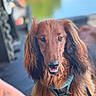animal, blurred_background, brown_coat, canine, close_up, companion, cute, dog, domestic_animal, friendly, fur, harness, leash, long_hair, nature, outdoor, pet, portrait, smiling, water