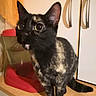 Chanel a rejoint le concours — aidez-le/la à gagner de superbes lots ! cat, tortoiseshell_cat, pet, animal, sitting, standing, wide_eyes, green_eyes, black_fur, calico_fur, whiskers, pointed_ears, tail, kitchen, countertop, cabinet, drawer, food_bowl, water_bowl, indoors