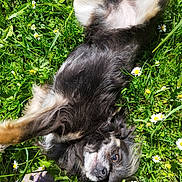 Usko participe au concours pour gagner de l'argent avec cette photo : animal, black_and_white, close_up, daisies, dog, flowers, fluffy, grass, long_hair, lying_down, meadow, nature, outdoors, pet, playful, portrait, puppy, relaxed, sunlight, upside_down