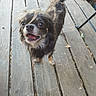 animal, black_fur, brown_fur, deck, dog, fluffy, happy, long_hair, looking_up, open_mouth, outdoor, pet, portrait, puppy, small_dog, smiling, tail, wagging, white markings, wooden_deck