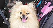 Uly a rejoint le concours — aidez-le/la à gagner de superbes lots ! backseat, brown_fur, car, car_interior, car_seat, cream_fur, dog, dogs, fluffy, greenery, happy, harness, outdoor, pet_carrier, pomeranian, road_trip, sitting, small_dog, smiling, tongue_out