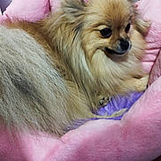 Uly participe au concours pour gagner de l'argent avec cette photo : adorable, animal, brown_fur, close_up, cozy, curled_up, cute, dog, fluffy, indoors, long_hair, pet, pet_bed, pink_bed, plush, portrait, resting, sleeping, small_dog, tan_fur